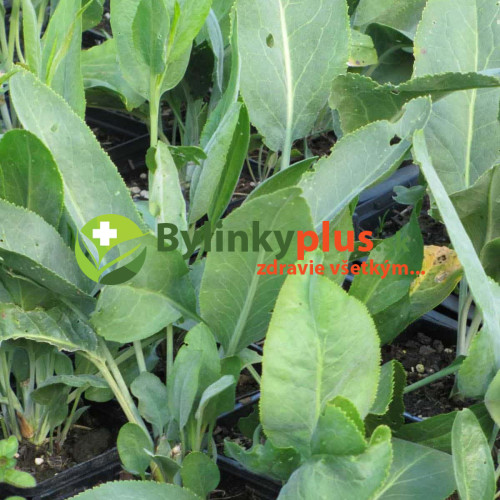 Žerucha širokolistá s chuťou wasabi a chrenu – (Lepidium latifolium L.) / živá rastlinky, bylinky v kvetináči