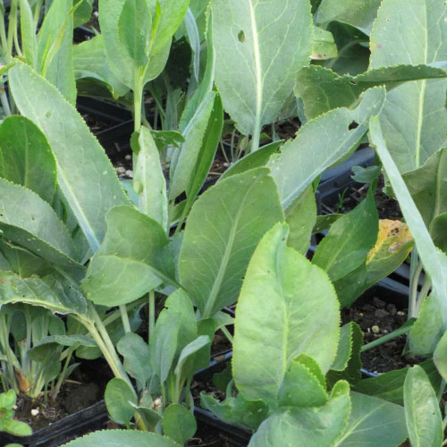 Žerucha širokolistá s chuťou wasabi a chrenu – (Lepidium latifolium L.) / živá rastlinky, bylinky v kvetináči