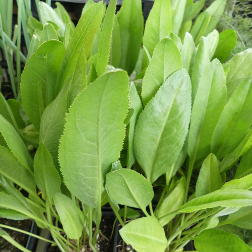 Žerucha širokolistá s chuťou wasabi a chrenu – (Lepidium latifolium L.) / živá rastlinky, bylinky v kvetináči