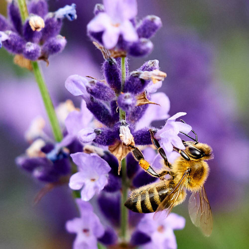 LEVANDUĽA LEKÁRSKA, úzkolistá - (Levandula angustifolia, L.)