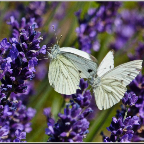 LEVANDUĽA LEKÁRSKA, úzkolistá - (Levandula angustifolia, L.)