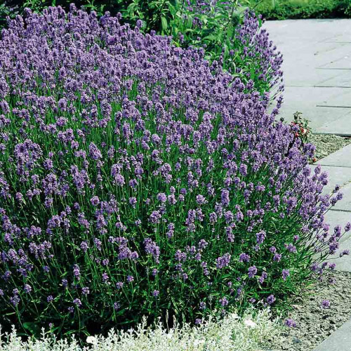 LEVANDUĽA LEKÁRSKA, úzkolistá - (Levandula angustifolia, L.)