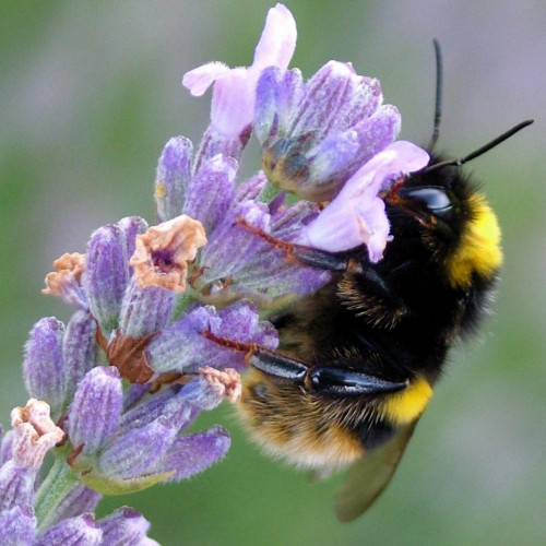 LEVANDUĽA LEKÁRSKA, úzkolistá - (Levandula angustifolia, L.)