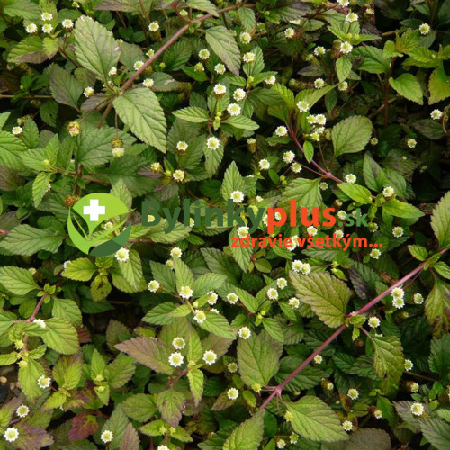 Lípia sladká, aztécky cukor - (Lippia dulcis L.)