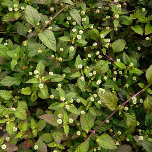 Lípia sladká, aztécky cukor - (Lippia dulcis L.) / živá bylinka, rastlinka v kvetináči