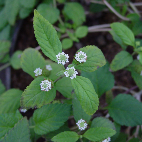 Lípia sladká, aztécky cukor - (Lippia dulcis L.) / živá bylinka, rastlinka v kvetináči