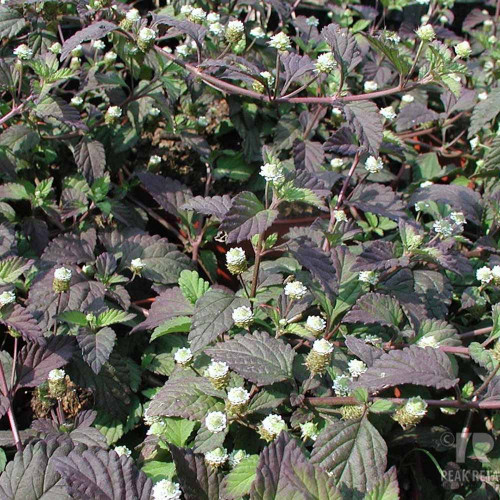 Lípia sladká, aztécky cukor - (Lippia dulcis L.) / živá bylinka, rastlinka v kvetináči
