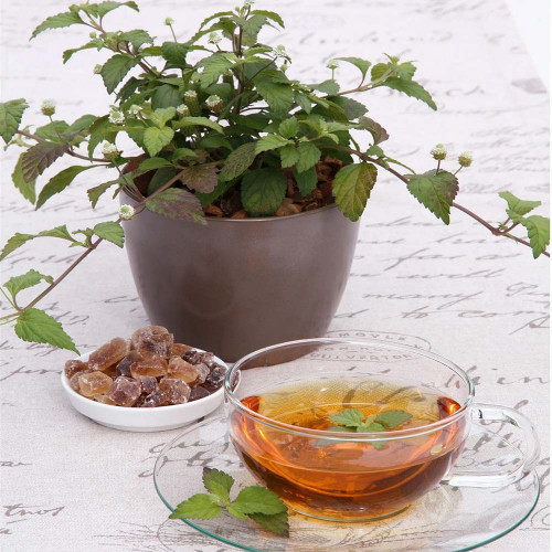 Lípia sladká, aztécky cukor - (Lippia dulcis L.) / živá rastlinka v kvetináči