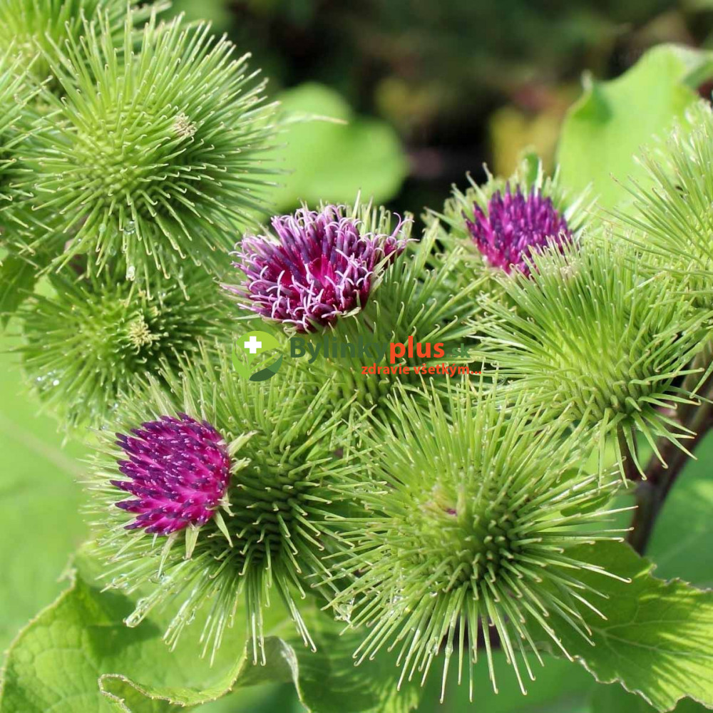 Lapuch Lopúch väčší - (Arctium lappa L.) / živá rastlinka, bylinka v kvetináči
