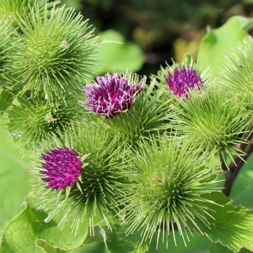 Lopúch väčší - (Arctium lappa L.) / živá rastlinka, bylinka v kvetináči