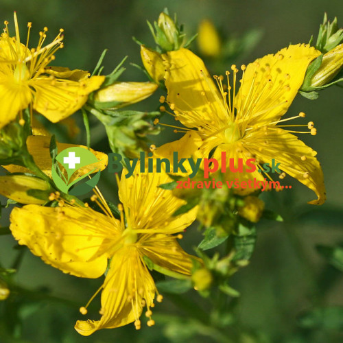 Ľubovník bodkovaný - (Hypericum perforatum L.)