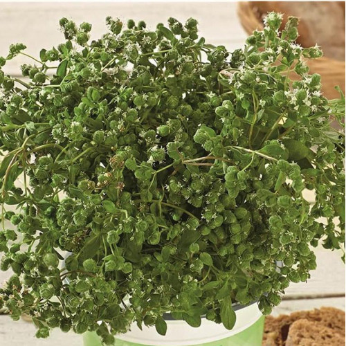 Majorán záhradný - Majoránka „Venezia“ (Origanum majorana syn. Majorana hortensis  „Venezia“ L.) / živá rastlinka v kvetináči