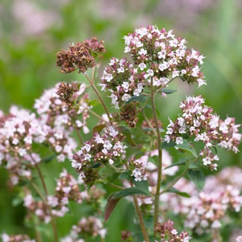 Majorán záhradný - Majoránka „Venezia“ (Origanum majorana syn. Majorana hortensis  „Venezia“ L.) / živá rastlinka v kvetináči