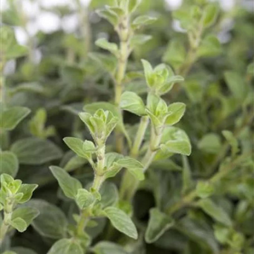Majorán záhradný - Majoránka „Venezia“ (Origanum majorana syn. Majorana hortensis  „Venezia“ L.) / živá rastlinka v kvetináči