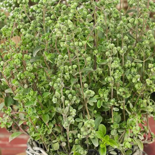 Majorán záhradný - Majoránka „Venezia“ (Origanum majorana syn. Majorana hortensis  „Venezia“ L.) / živá rastlinka v kvetináči