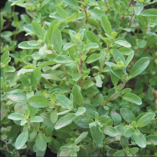 Majorán záhradný - Majoránka „Venezia“ (Origanum majorana syn. Majorana hortensis  „Venezia“ L.) / živá rastlinka v kvetináči