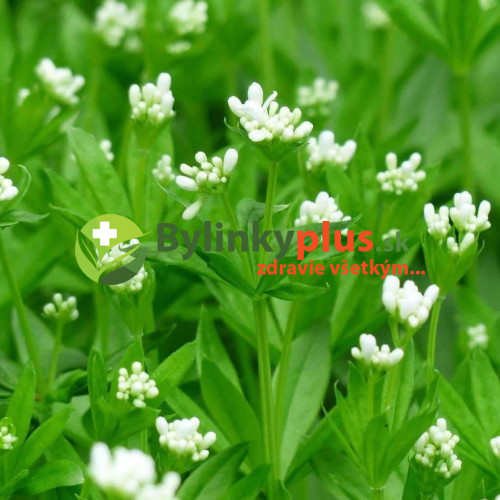 Marinka voňavá - (Galium odoratum L., Asperula odorataL.)