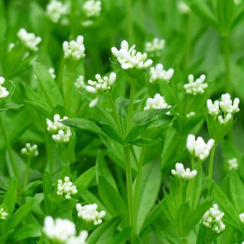 Marinka voňavá - (Galium odoratum L., Asperula odorataL.) / živá bylinka, rastlinka v kvetináči
