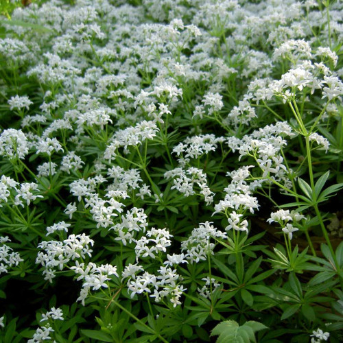 Marinka voňavá - (Galium odoratum L., Asperula odorataL.) / živá bylinka, rastlinka v kvetináči