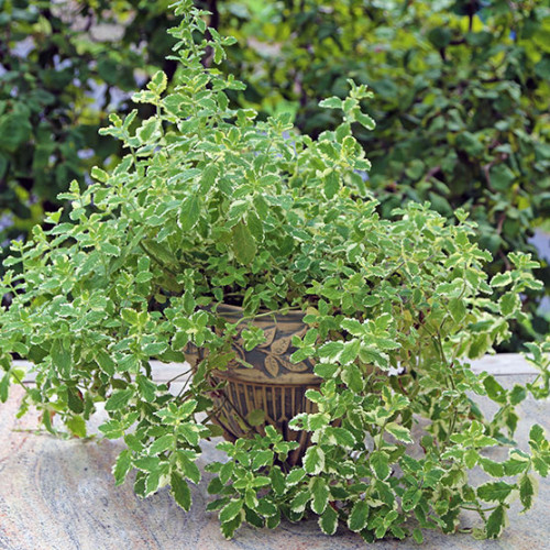 Mäta ananásová - (Mentha suaveolens 'Variegata' L. ) / rastlinka v kvetináči