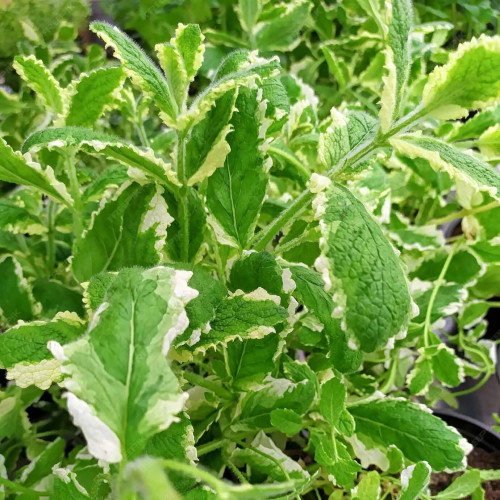 Mäta ananásová - (Mentha suaveolens 'Variegata' L. ) / rastlinka v kvetináči