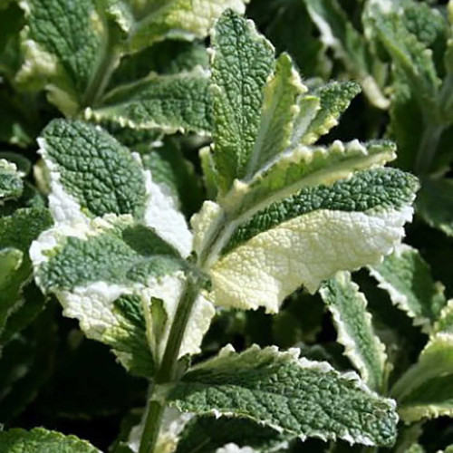 Mäta ananásová - (Mentha suaveolens 'Variegata' L. ) / rastlinka v kvetináči