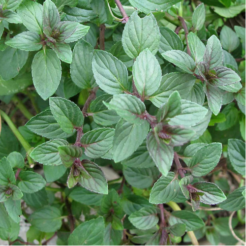 Mäta čokoládova,  mäta - (Mentha piperita „Chocolate“.)  / živá bylinka, rastlinka v kvetináči