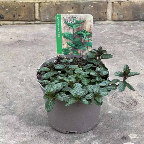 Mäta čokoládova,  mäta - (Mentha piperita „Chocolate“.)  / živá bylinka, rastlinka v kvetináči