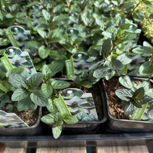 Mäta čokoládova,  mäta - (Mentha piperita „Chocolate“.)  / živá bylinka, rastlinka v kvetináči