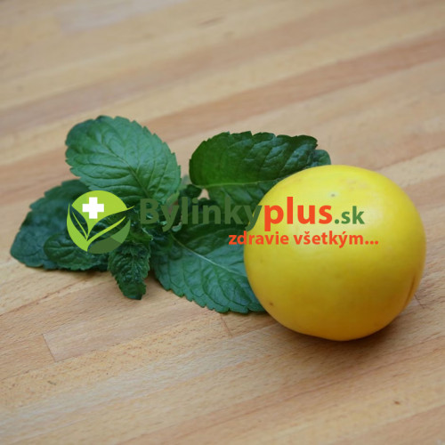 Mäta grepová / Mentha suaveolens × piperita ´GRAPEFRUIT ´ / rastlinky, bylinky v kvetináči