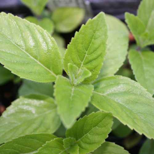 Mäta grepová / Mentha suaveolens × piperita ´GRAPEFRUIT ´ / rastlinky, bylinky v kvetináči