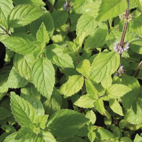 Mäta grepová / Mentha suaveolens × piperita ´GRAPEFRUIT ´ / rastlinky, bylinky v kvetináči