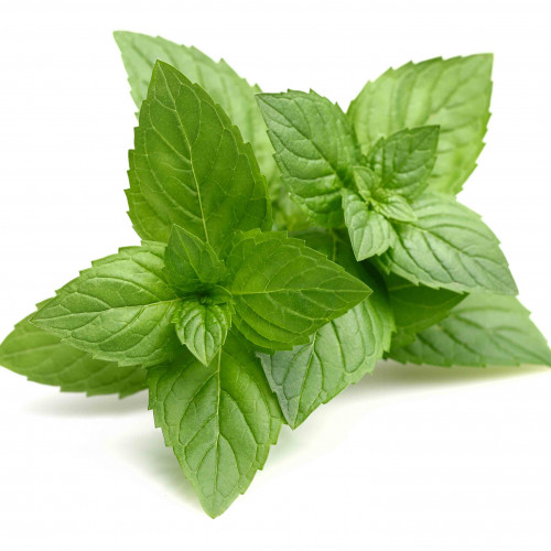 Mäta grepová / Mentha suaveolens × piperita ´GRAPEFRUIT ´ / rastlinky, bylinky v kvetináči