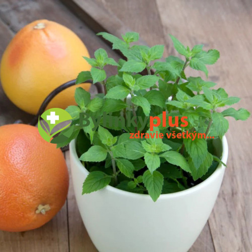 Mäta grepová / Mentha suaveolens × piperita ´GRAPEFRUIT ´ / rastlinky, bylinky v kvetináči