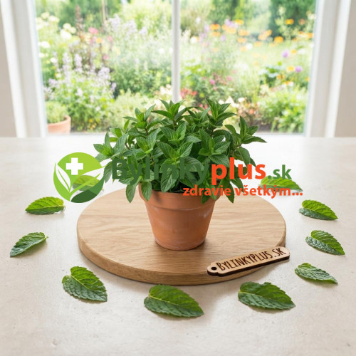 Mäta hrušková – Mentha species „Sweet Pear“ / živá bylinka, rastlinka v kvetináči Mäta hrušková – Mentha species „Sweet Pear“ / živá bylinka, rastlinka v kvetináči