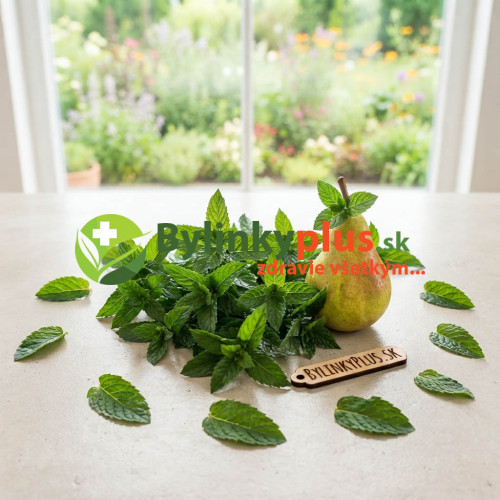 Mäta hrušková – Mentha species „Sweet Pear“ / živá bylinka, rastlinka v kvetináči Mäta hrušková – Mentha species „Sweet Pear“ / živá bylinka, rastlinka v kvetináči