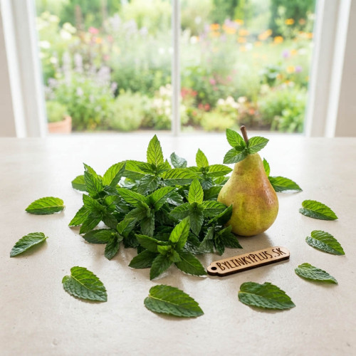 Mäta hrušková – Mentha species „Sweet Pear“ / živá bylinka, rastlinka v kvetináči