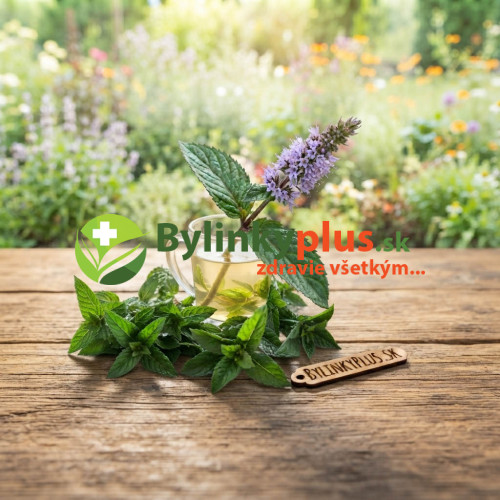 Mäta hrušková – Mentha species „Sweet Pear“ / živá bylinka, rastlinka v kvetináči Mäta hrušková – Mentha species „Sweet Pear“ / živá bylinka, rastlinka v kvetináči