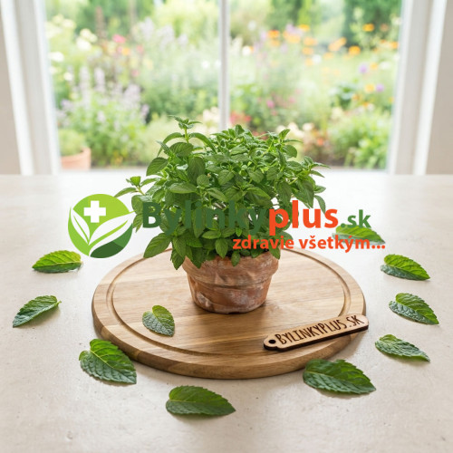 Mäta hrušková – Mentha species „Sweet Pear“ / živá bylinka, rastlinka v kvetináči Mäta hrušková – Mentha species „Sweet Pear“ / živá bylinka, rastlinka v kvetináči