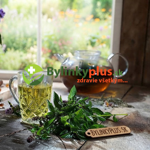 Mäta hrušková – Mentha species „Sweet Pear“ / živá bylinka, rastlinka v kvetináči Mäta hrušková – Mentha species „Sweet Pear“ / živá bylinka, rastlinka v kvetináči