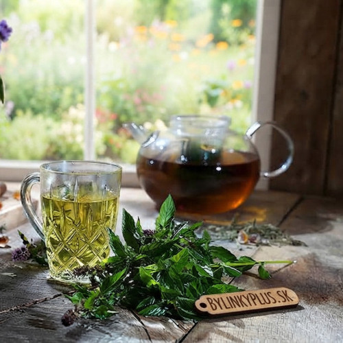 Mäta hrušková – Mentha species „Sweet Pear“ / živá bylinka, rastlinka v kvetináči
