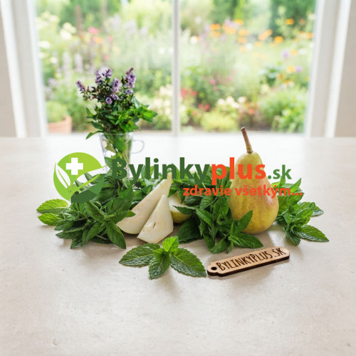 Mäta hrušková – Mentha species „Sweet Pear“ / živá bylinka, rastlinka v kvetináči Mäta hrušková – Mentha species „Sweet Pear“ / živá bylinka, rastlinka v kvetináči