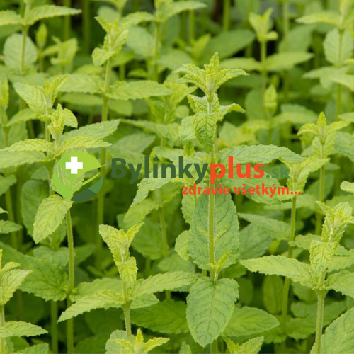 Mäta jahodová ( Mentha species " Erdbeerminze", Mentha piperita 'Strawberry'​​​​​​​)  / rastlinka, bylinka v kvetináči