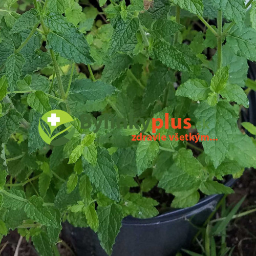 Mäta jahodová ( Mentha species " Erdbeerminze", Mentha piperita 'Strawberry'​​​​​​​)  / rastlinka, bylinka v kvetináči