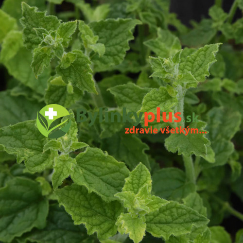 Mäta jahodová ( Mentha species " Erdbeerminze", Mentha piperita 'Strawberry'​​​​​​​)  / rastlinka, bylinka v kvetináči