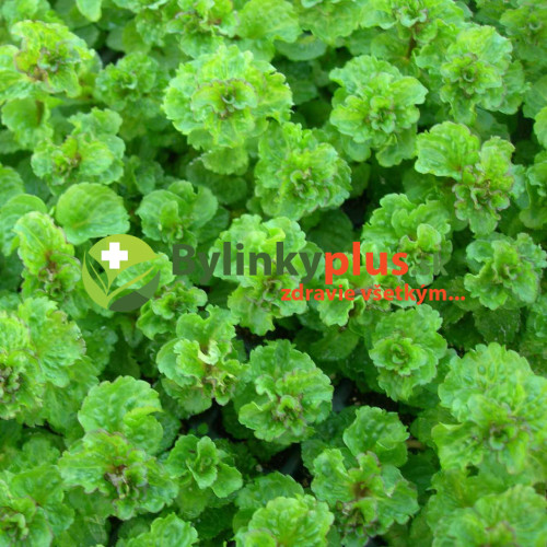 Mäta kučeravá – ( Mentha spicata var. Crispa L. ) /rastlinky, bylinky v kvetináči