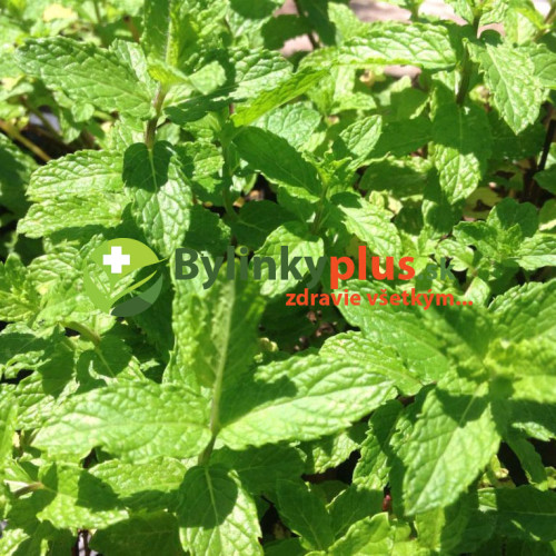 Mäta marocká - (Mentha spicata 'Moroccan' L.) / rastlinky, bylinky v kvetináčiku