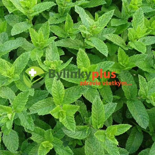 Mäta marocká - (Mentha spicata 'Moroccan' L.) / rastlinky, bylinky v kvetináčiku