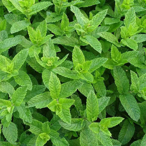 Mäta marocká - (Mentha spicata 'Moroccan' L.) / živá bylinka, rastlinka v kvetináči
