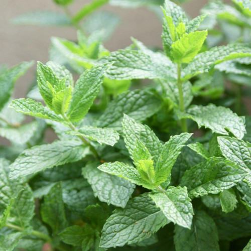 Mäta marocká - (Mentha spicata 'Moroccan' L.) / živá bylinka, rastlinka v kvetináči